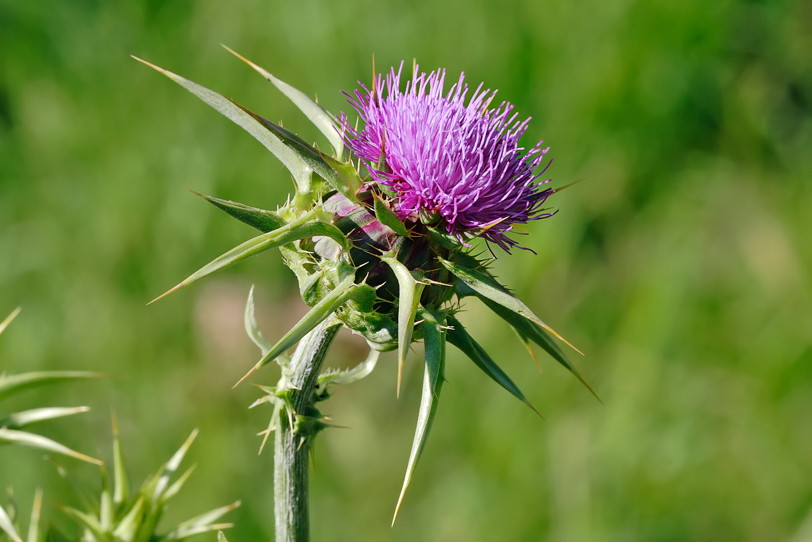 upload/files/chronic diseases/Milk_thistle_flowerhead.jpg